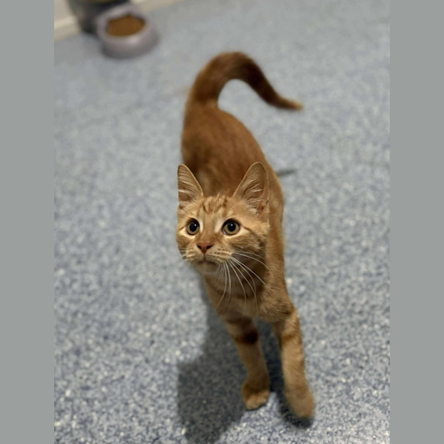 Photo of Puffin Stuff