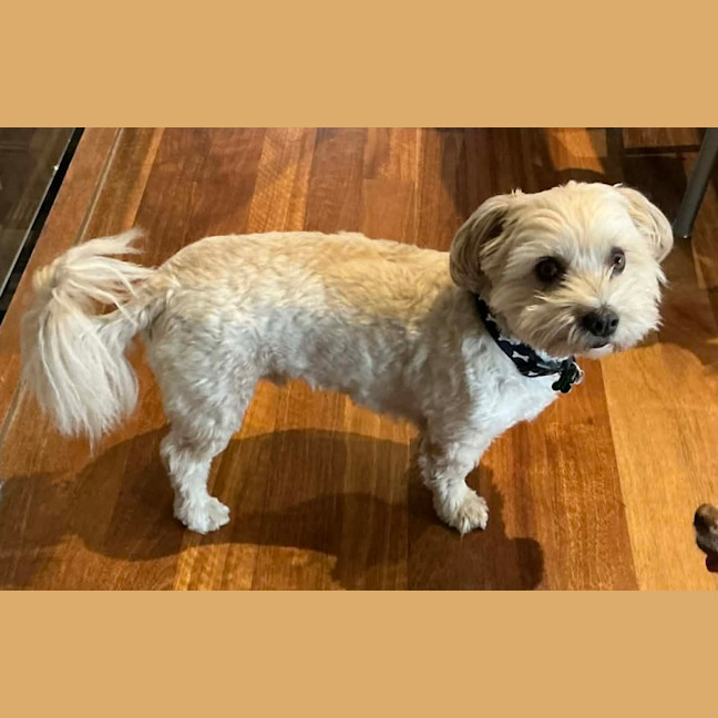 Photo of Toto
