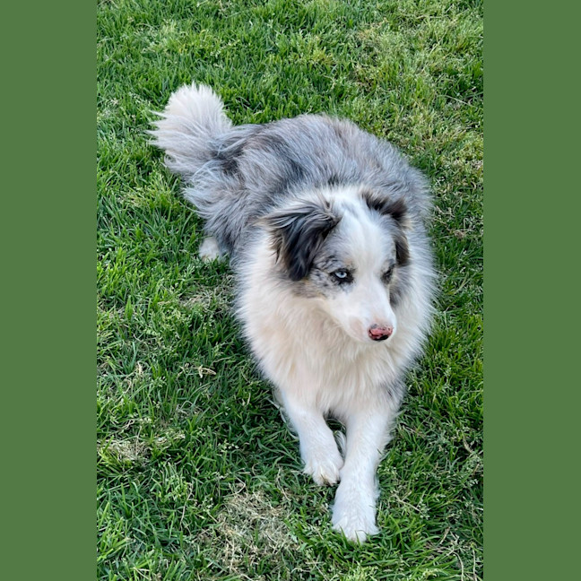 Photo of Bear