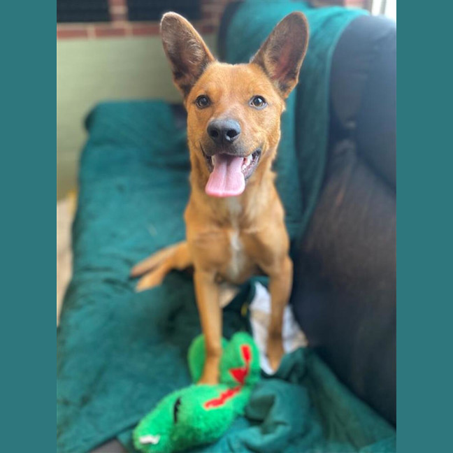 Photo of Dingo
