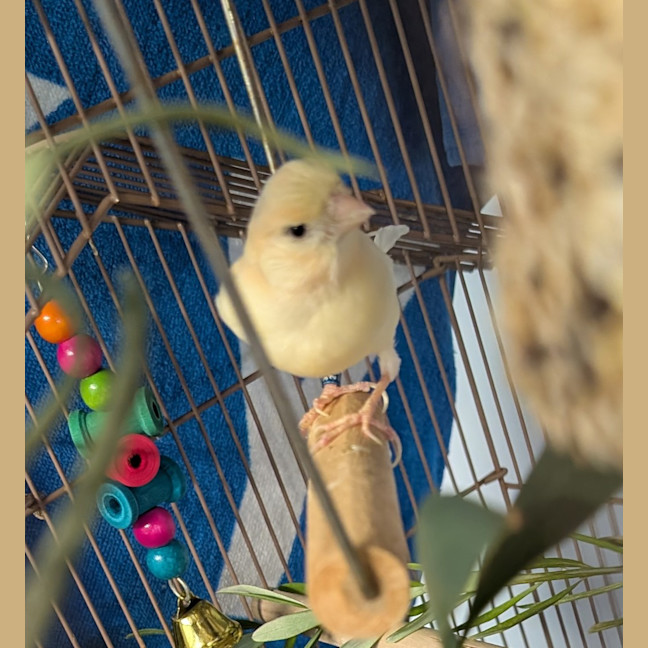 Photo of Milo
