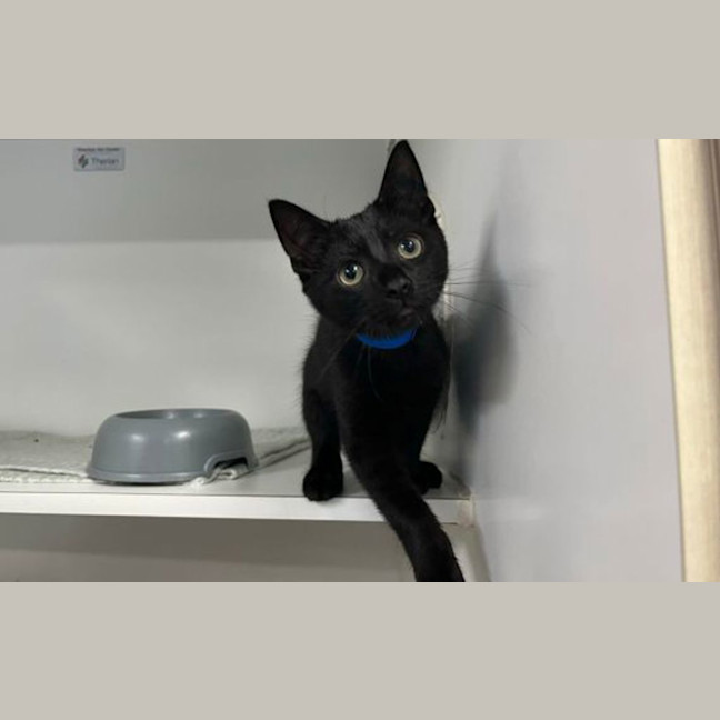 Photo of Rambo