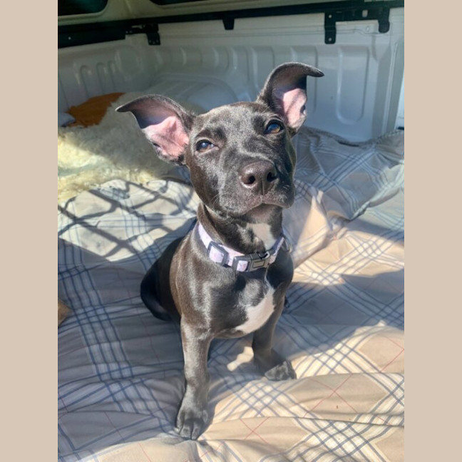 Photo of Milo