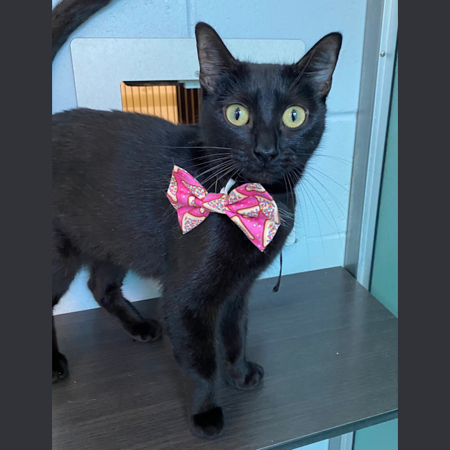 Photo of Zelda