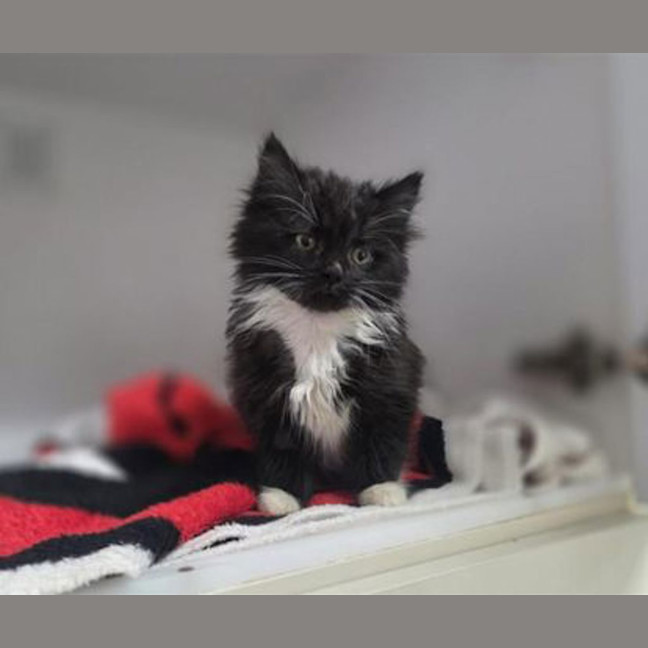 Photo of Leia