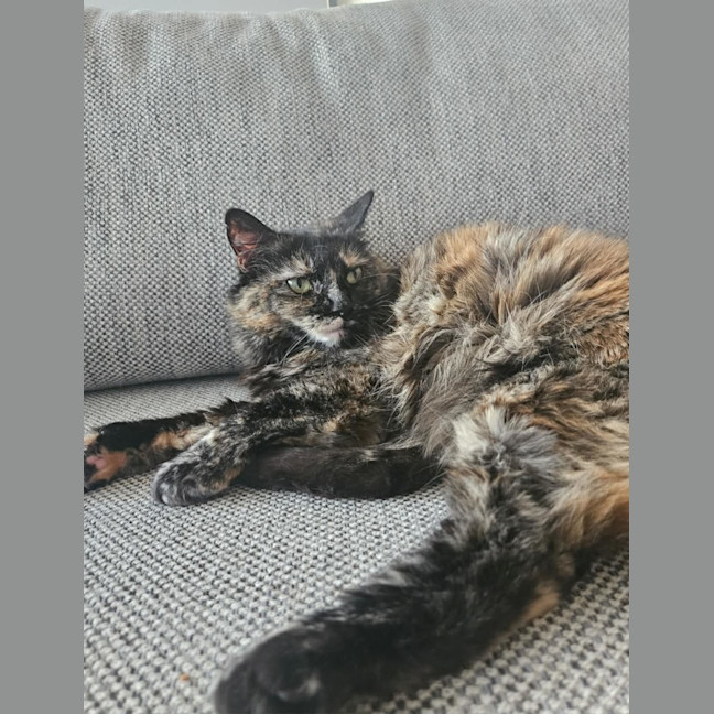 Photo of Gypsy   In Foster Care In Cremorne