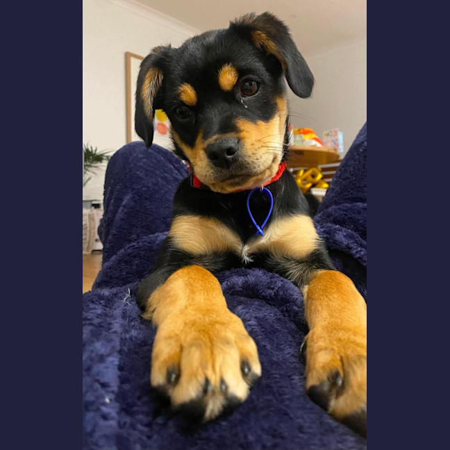 Photo of Elsie   11 Week Old Pug X Cavalier X Kelpie