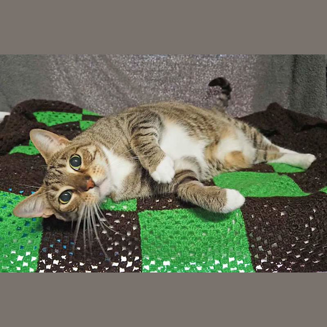 Photo of Pepper