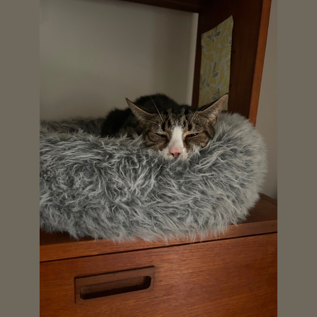 Photo of Winter *9 Lives Project Rescue*