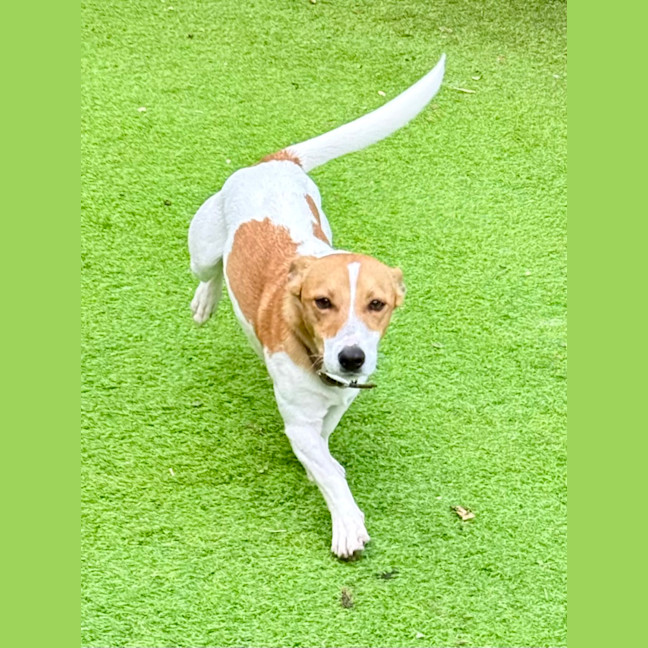 Photo of Rocket
