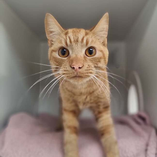 Photo of Cheeto 