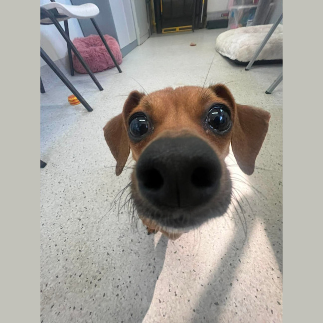 Photo of Pickle
