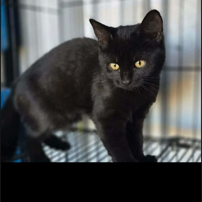 Photo of Binx