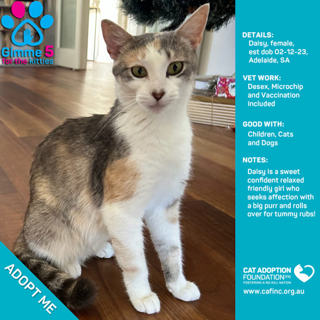 Photo of Daisy Only $40 Limited Time!