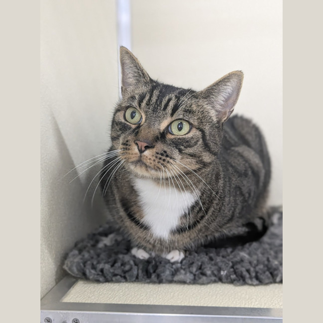 Photo of 🎮 Nippet 5903 🎮