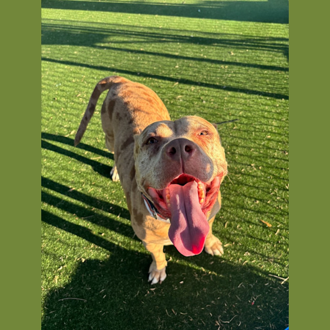 Photo of Calico Imp 1227