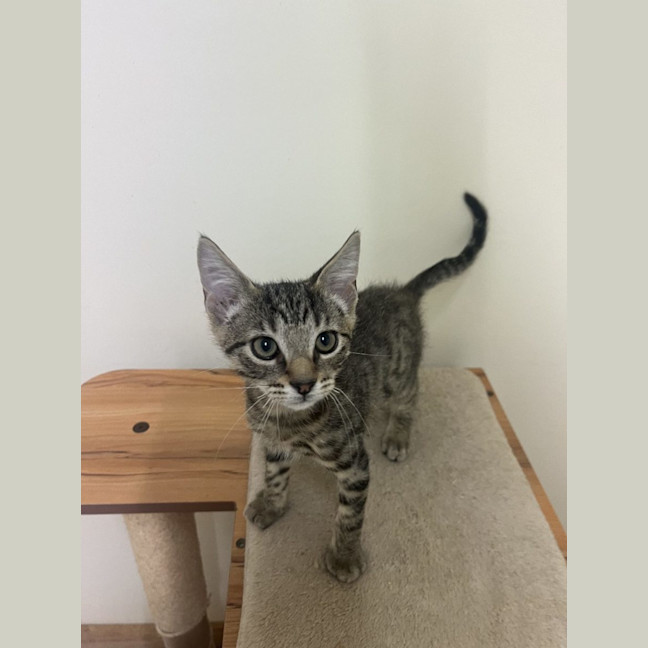 Photo of Tiger   Now At Pet Quarters Thornton