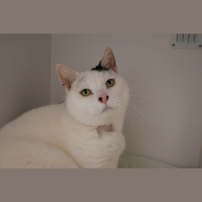 Photo of Apple Scroll