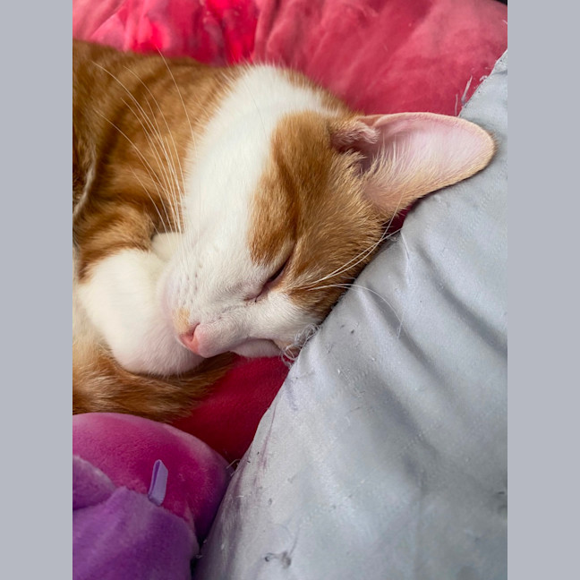 Photo of Jayce **2nd Chance Cat Rescue**