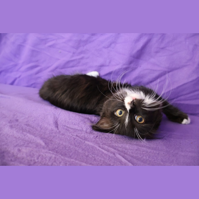 Photo of Waffle