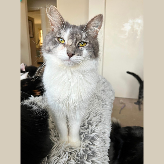 Photo of Delphine ❣️ *9 Lives Project Rescue*