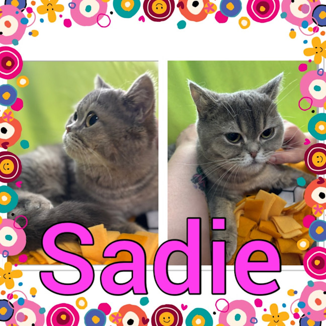 Photo of Sadie