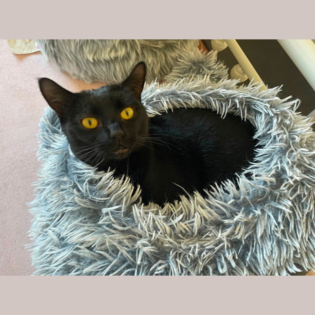 Photo of Winston And Nocturnal 