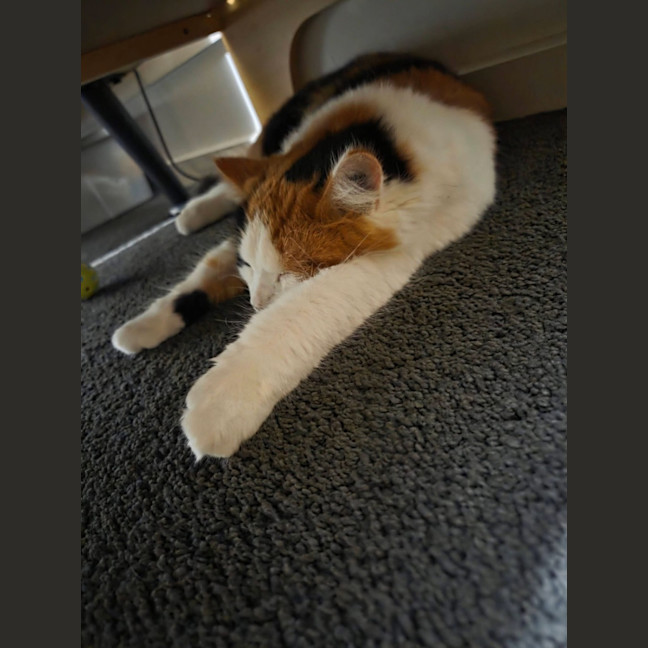 Photo of Callie 