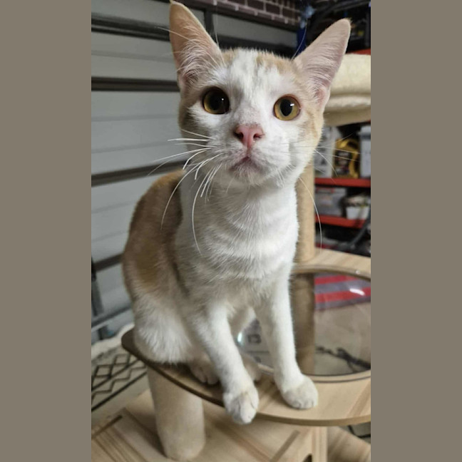 Photo of Lucky And Blue