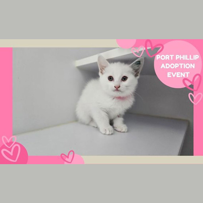 Photo of Marshmallow