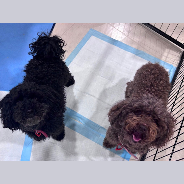 Photo of Hershey & Sugar 💗