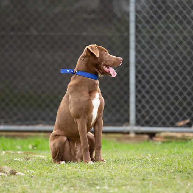 Photo of Romeo