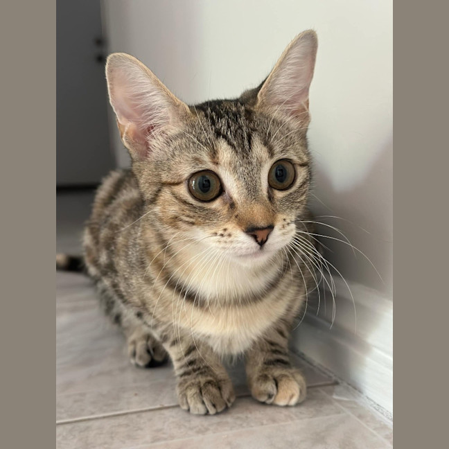 Photo of Layla