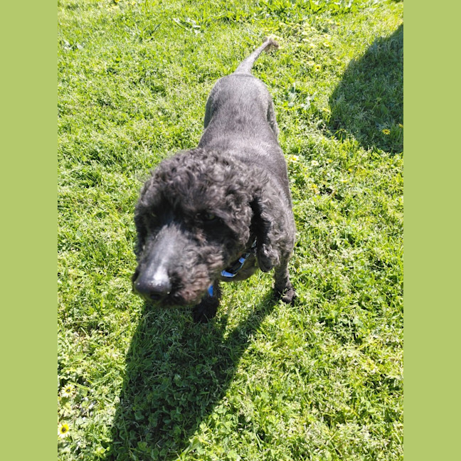 Photo of Marley (In Foster Care) (On Hold)
