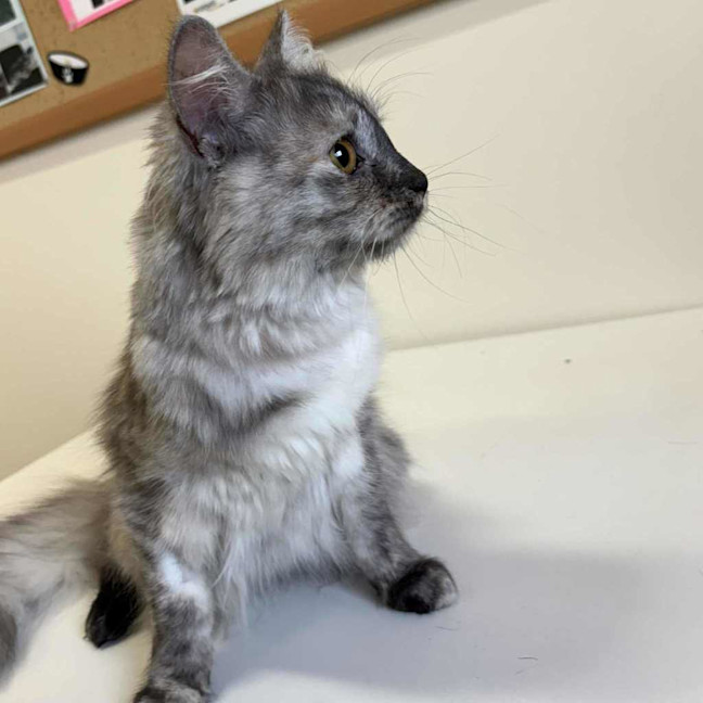 Photo of Dusty