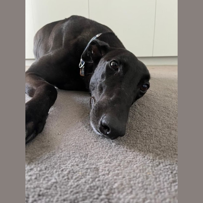 Photo of Lily
