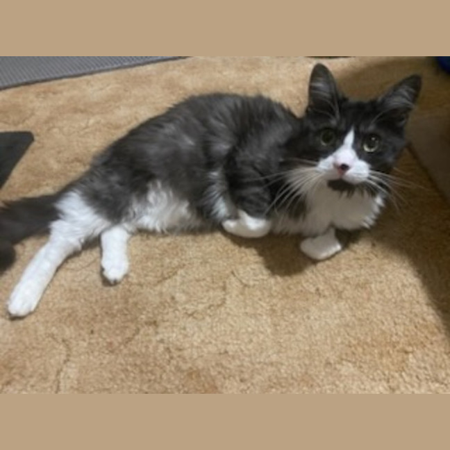 Photo of Odin **2nd Chance Cat Rescue **