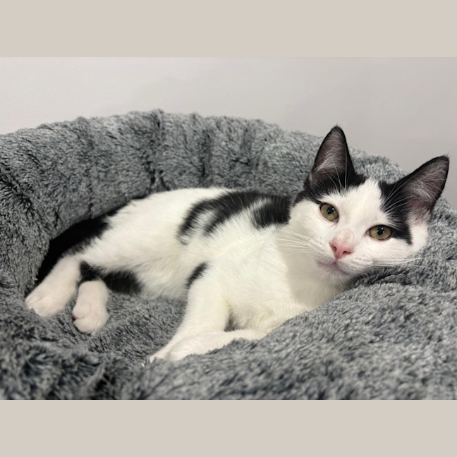 Photo of Smudge