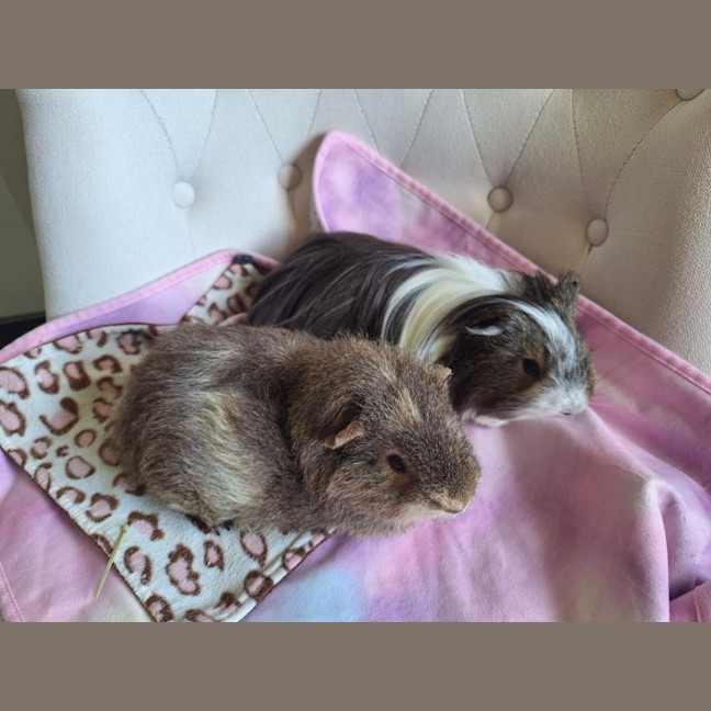 Photo of Wombat And Mohawk