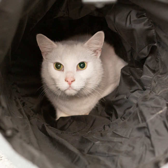 Photo of Casper