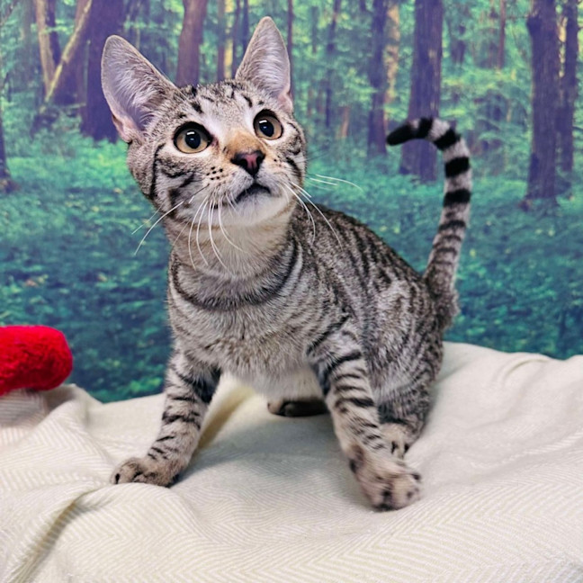 Photo of Dodge   Located In Templestowe