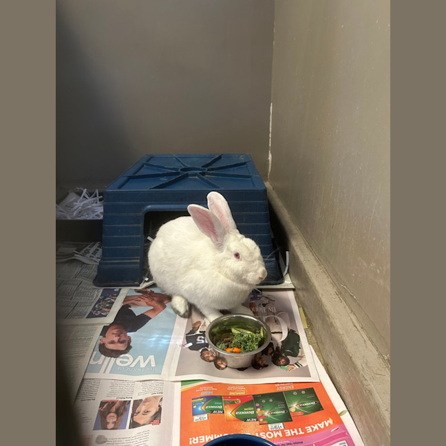 Photo of Waffle