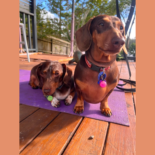 Photo of Millie & Ollie 