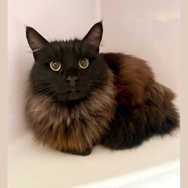 Photo of Odin