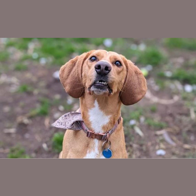 Photo of Luna