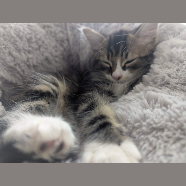 Photo of Evie & Leo   9 Week Old Domestic Short Hair