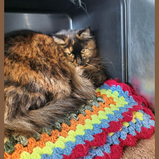 Photo of Clover