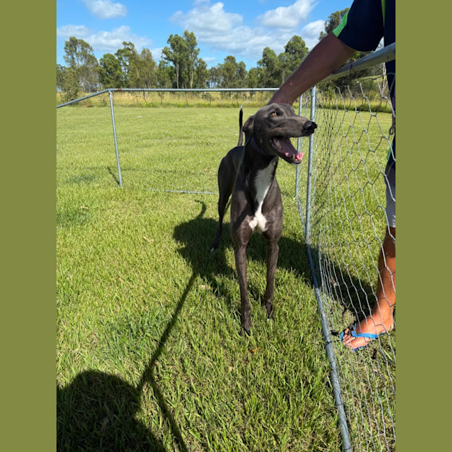 Photo of Harley