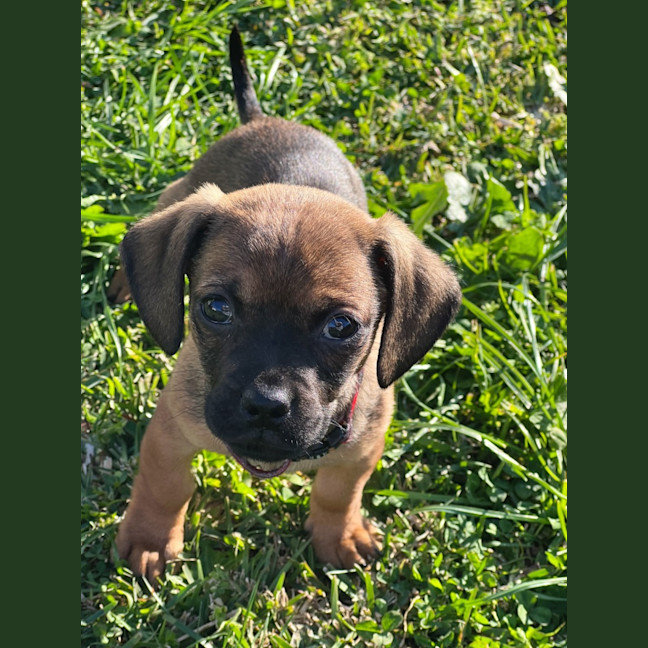 Photo of Boston   8 Week Old Dachshund X Pug