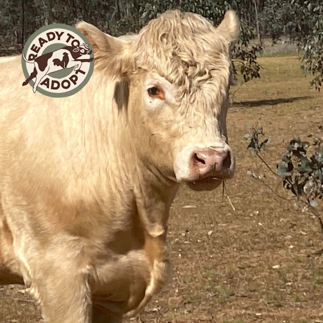 Photo of Coco, Custard, And Labrador